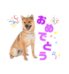 我が家の柴犬くん 3（個別スタンプ：2）