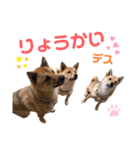 我が家の柴犬くん 3（個別スタンプ：3）
