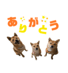 我が家の柴犬くん 3（個別スタンプ：4）