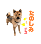 我が家の柴犬くん 3（個別スタンプ：5）