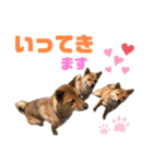 我が家の柴犬くん 3（個別スタンプ：7）