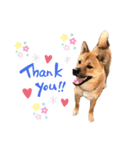 我が家の柴犬くん 3（個別スタンプ：8）