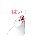 日常使い文鳥（個別スタンプ：1）