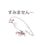 日常使い文鳥（個別スタンプ：4）