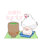 日常使い文鳥（個別スタンプ：11）