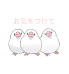 日常使い文鳥（個別スタンプ：24）