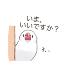 日常使い文鳥（個別スタンプ：30）