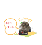 ハムスターのサモちゃん（個別スタンプ：1）
