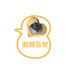 ハムスターのサモちゃん（個別スタンプ：3）