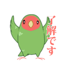 もちまる鳥 コザクラインコ編（個別スタンプ：1）