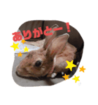 ちょこのスタンプ2（個別スタンプ：1）