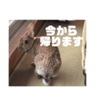 ちょこのスタンプ2（個別スタンプ：2）