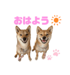 我が家の柴犬ちゃん（個別スタンプ：1）
