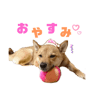 我が家の柴犬ちゃん（個別スタンプ：2）
