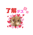 我が家の柴犬ちゃん（個別スタンプ：3）
