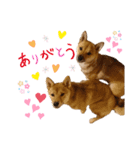 我が家の柴犬ちゃん（個別スタンプ：4）