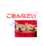 我が家の柴犬ちゃん（個別スタンプ：5）