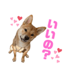 我が家の柴犬ちゃん（個別スタンプ：6）