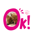 我が家の柴犬ちゃん（個別スタンプ：7）