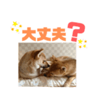 我が家の柴犬ちゃん（個別スタンプ：8）