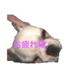 フレンチブルドック使って下さい。②（個別スタンプ：5）