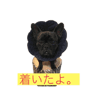フレンチブルドック使って下さい。②（個別スタンプ：6）