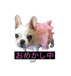 フレンチブルドック使って下さい。②（個別スタンプ：7）