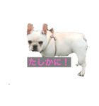 フレンチブルドック使って下さい。②（個別スタンプ：8）