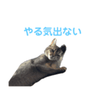 猫！！ここちゃんの日常2（個別スタンプ：1）