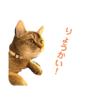猫！！ここちゃんの日常2（個別スタンプ：2）