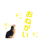 猫！！ここちゃんの日常2（個別スタンプ：4）
