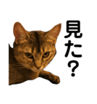 猫！！ここちゃんの日常2（個別スタンプ：5）