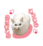 メインクーンのキティ vol.1 日常編（個別スタンプ：1）