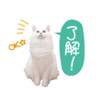 メインクーンのキティ vol.1 日常編（個別スタンプ：2）