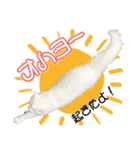 メインクーンのキティ vol.1 日常編（個別スタンプ：5）