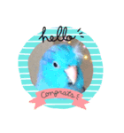 かわいいインコと文鳥たち。（個別スタンプ：1）