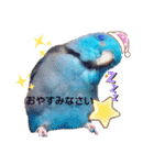 かわいいインコと文鳥たち。（個別スタンプ：3）