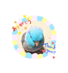 かわいいインコと文鳥たち。（個別スタンプ：4）
