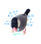 かわいいインコと文鳥たち。（個別スタンプ：5）