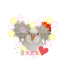 かわいいインコと文鳥たち。（個別スタンプ：6）