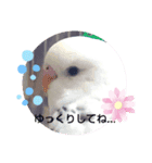 かわいいインコと文鳥たち。（個別スタンプ：7）