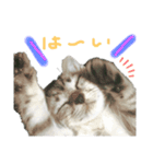 おっさん座りのねこちゃんです（個別スタンプ：1）