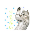 おっさん座りのねこちゃんです（個別スタンプ：2）