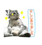 おっさん座りのねこちゃんです（個別スタンプ：3）