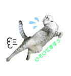 おっさん座りのねこちゃんです（個別スタンプ：4）