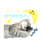 おっさん座りのねこちゃんです（個別スタンプ：5）