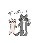 T-CATSスタンプ（個別スタンプ：37）
