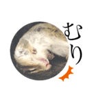 むぎぐらし つよめ（個別スタンプ：2）