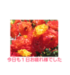 Flower Rose（個別スタンプ：2）