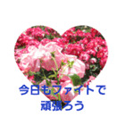 Flower Rose（個別スタンプ：5）